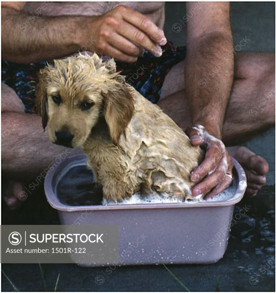 Person bathing a Golden Retriever puppy in a tub