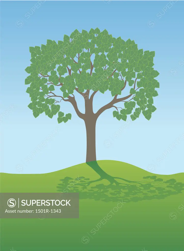 Summer Tree, illustration