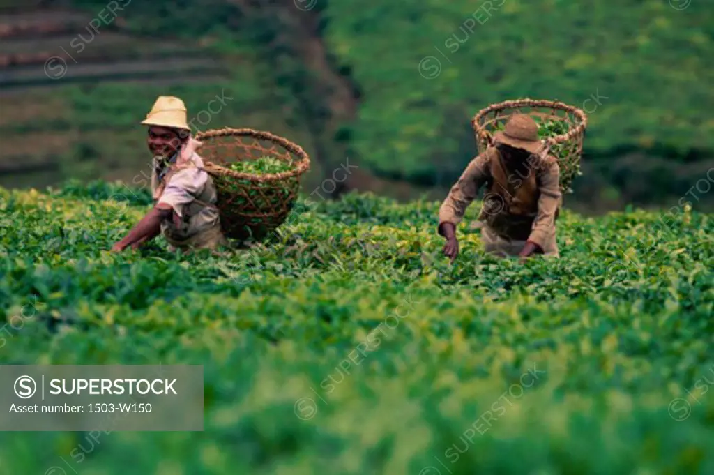 Tea PlantationMadagascar