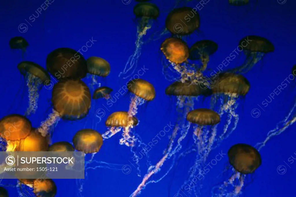 Array of Jellyfish (Cassiopeia Xamachana), Monterey Bay Aquarium, Monterey, California, USA