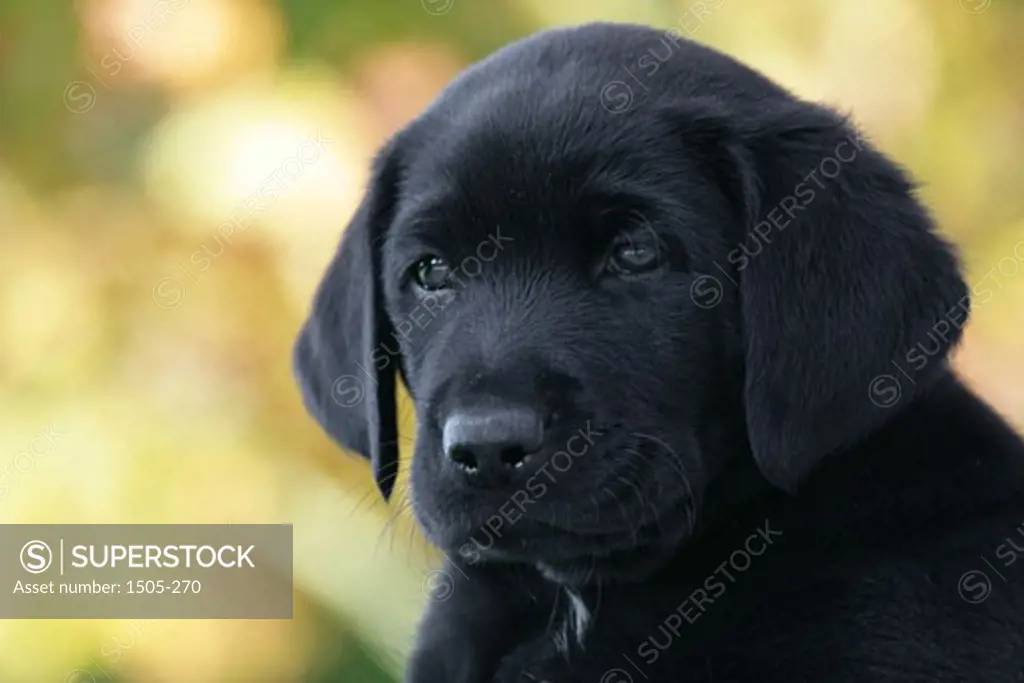 Close-up of a Black Labrador Retriever puppy
