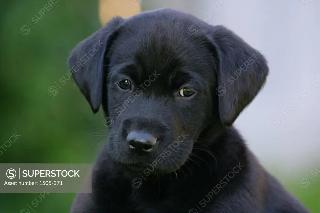 Close-up of a Black Labrador Retriever puppy