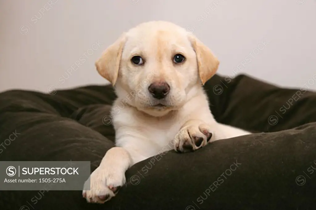 Close-up of a Yellow Labrador Retriever puppy