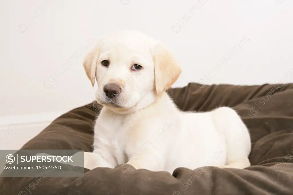 Yellow Labrador Retriever puppy on a cushion