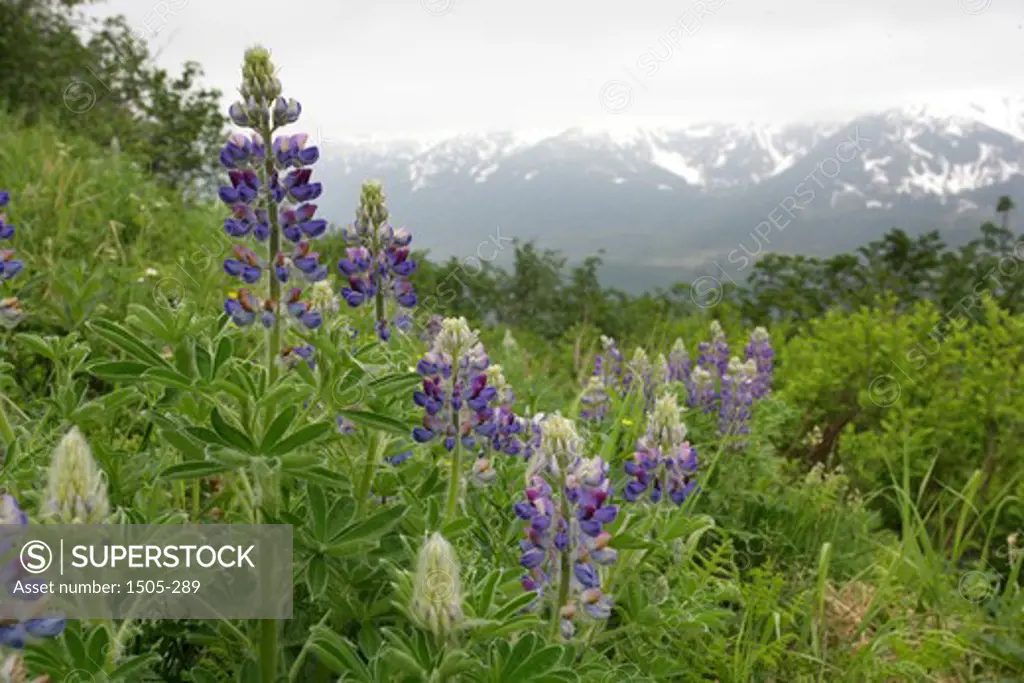 Alpine flowers in a field, Juneau, Alaska, USA