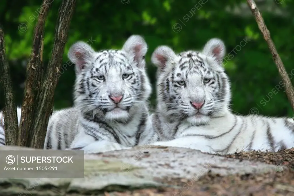 Two Bengal tigers (Panthera tigris tigris) in a zoo, Nashville Zoo, Tennessee, USA