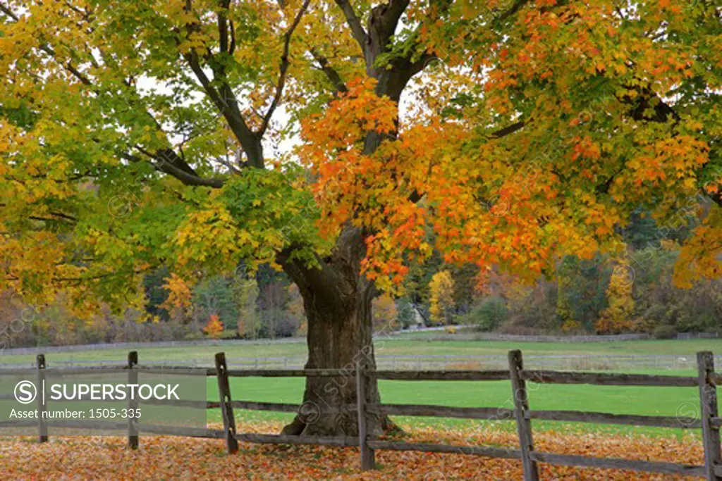 Autumnal tree at the roadside, Cleveland, Ohio, USA
