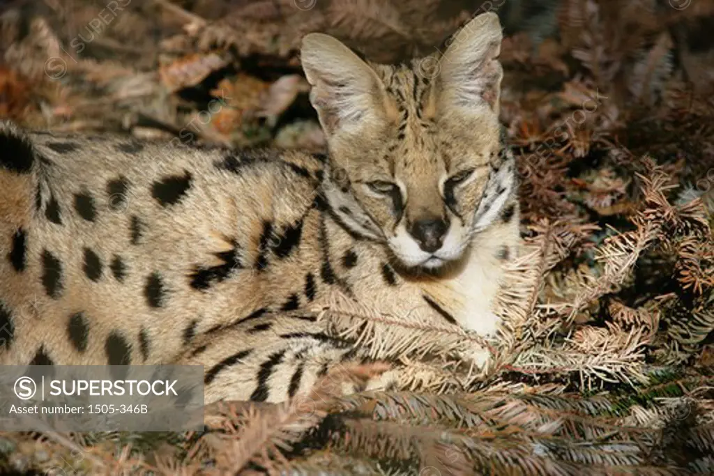 Close-up of a serval cat (Felis serval) in a forest