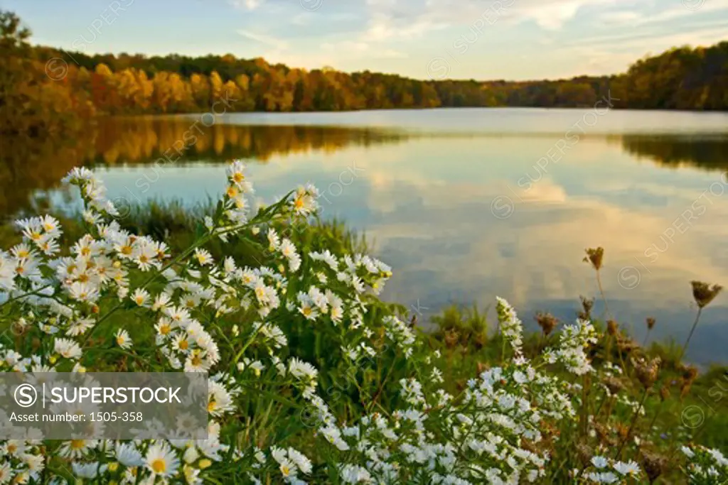 Flowers at a lakeside, Hinckley Lake, Ohio, USA