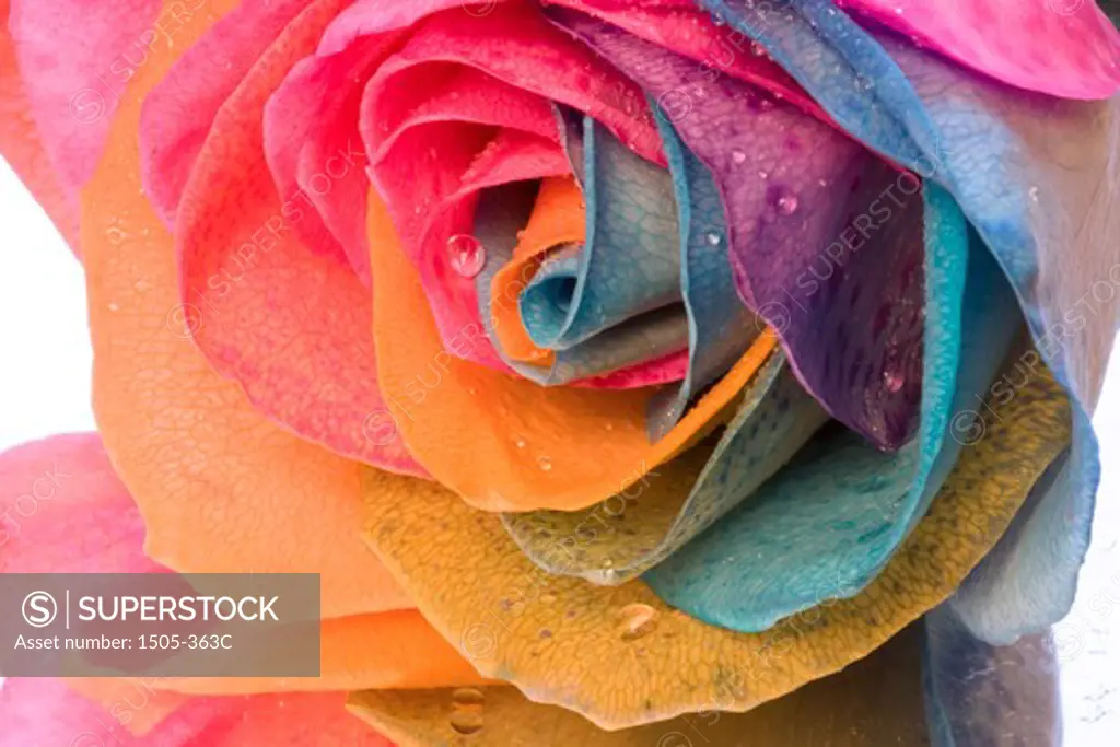 Natural Rainbow Rose - not photoshopped, the flower is injected with dye as it grows