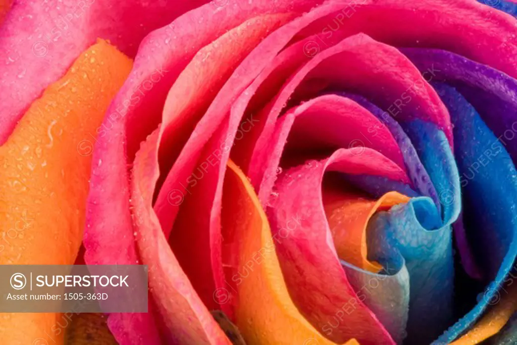 Natural Rainbow Rose - not photoshopped, the flower is injected with dye as it grows