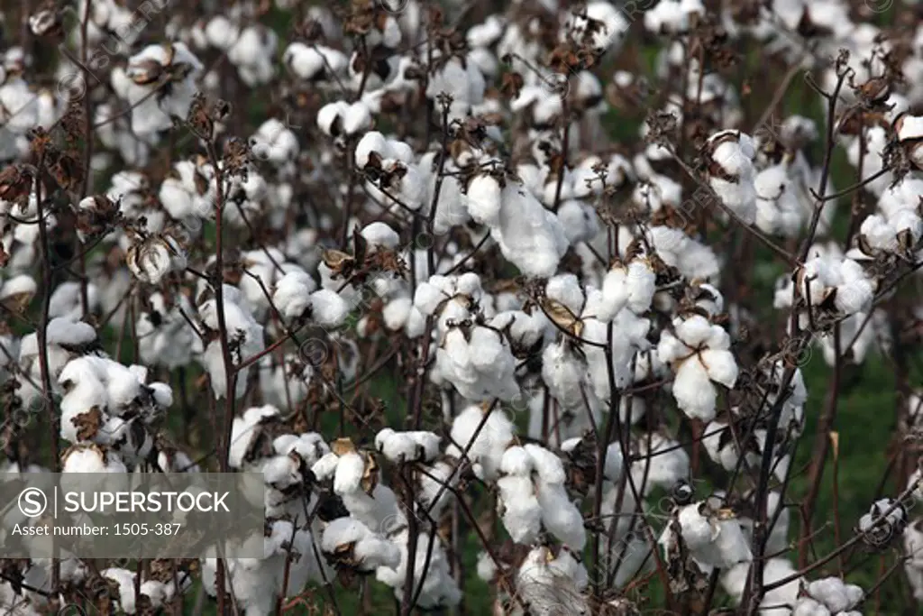Cotton field, Murfreesboro, Tennessee, USA
