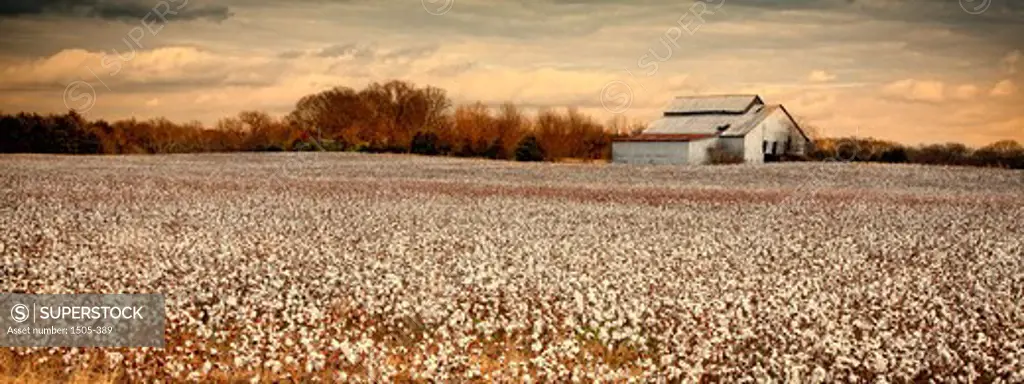 Cotton field and barn, Murfreesboro, Tennessee, USA