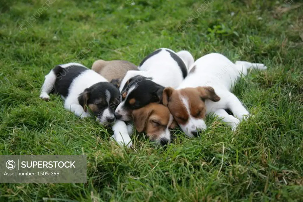 Jack Russell Terrier puppies sleeping in a garden