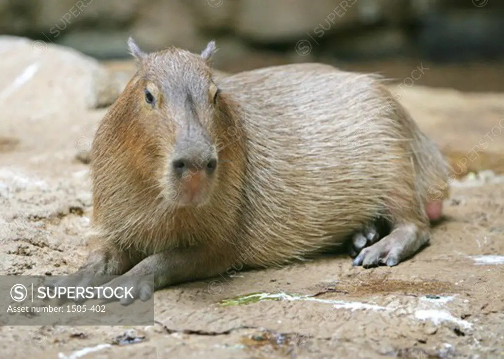 Capybara (Hydrochoerus hydrochaeris) in zoo, Cleveland, Ohio, USA