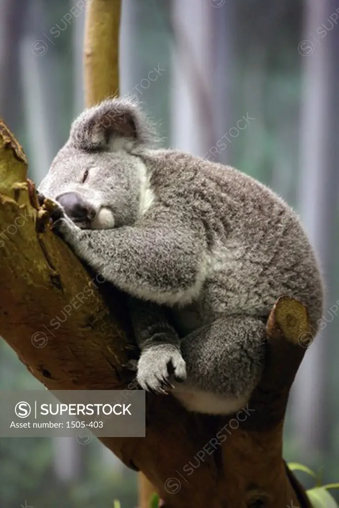 Koala resting on a tree in zoo, Cleveland Metroparks Zoo, Cleveland, Ohio, USA