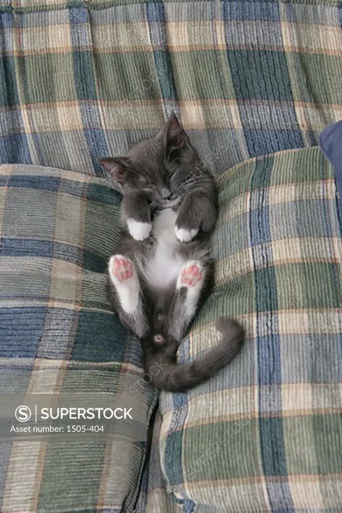 Close-up of a kitten sleeping on the bed