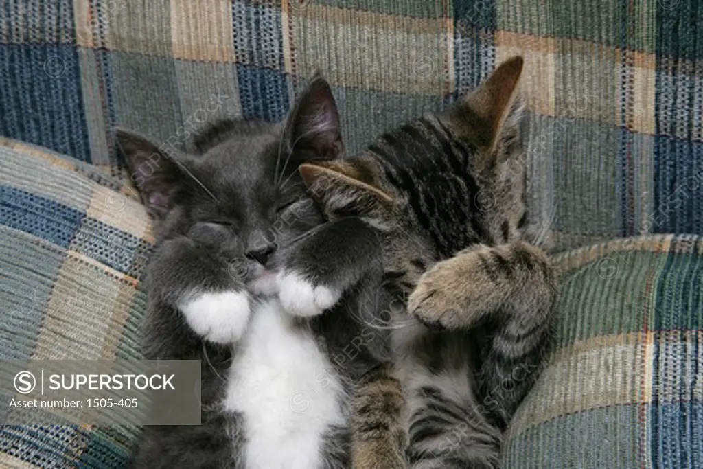 Close-up of two kitten sleeping on the bed