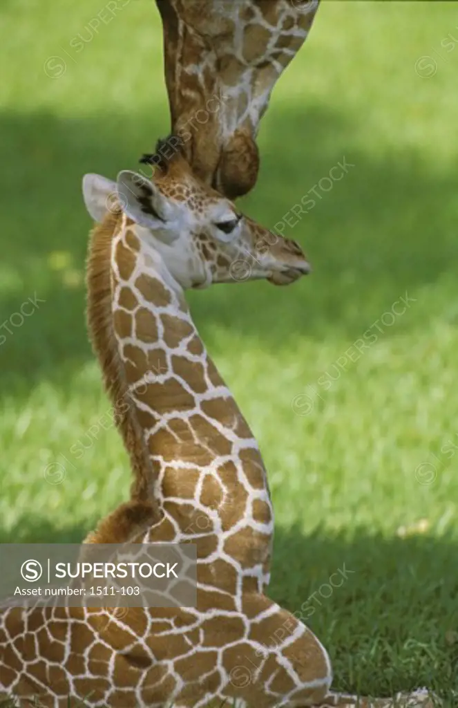An adult and a young Giraffe