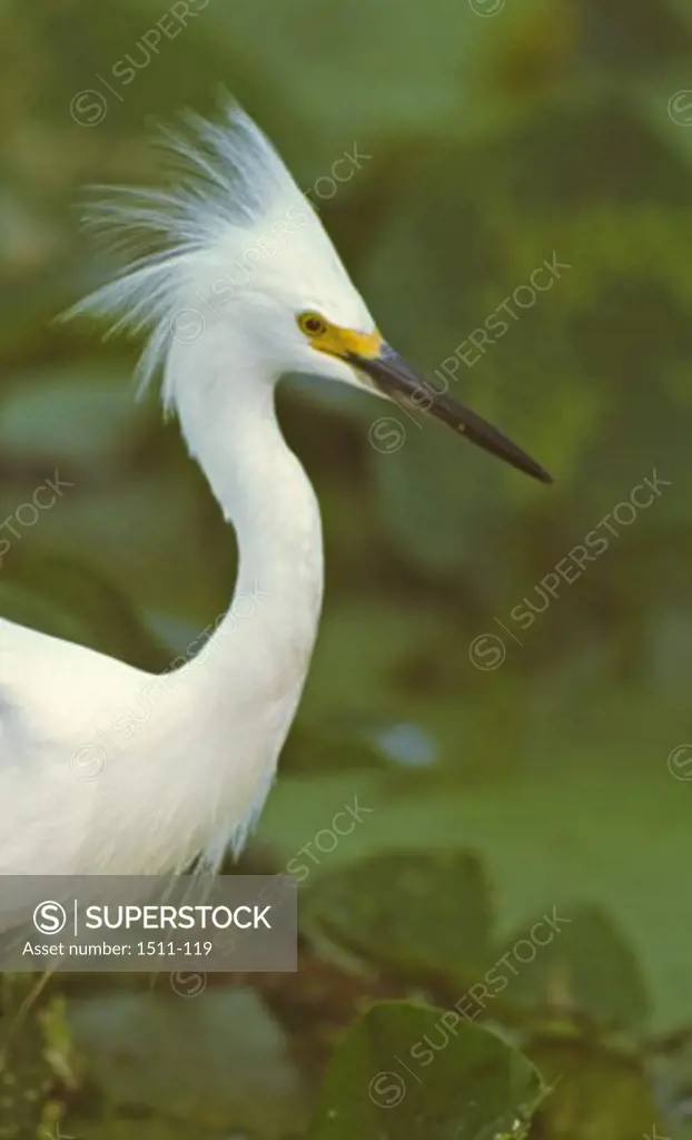 Close-up of a Snowy Egret (Egretta thula)
