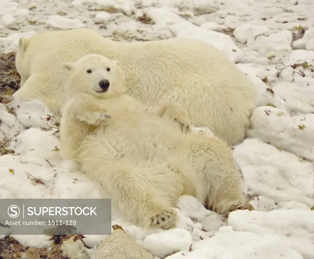 High angle view of two Polar Bears lying on snow (Ursus maritimus)