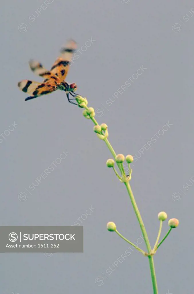 Insect on a branch