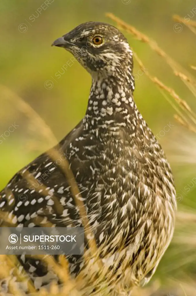Spruce Grouse Northwest Territories Canada
