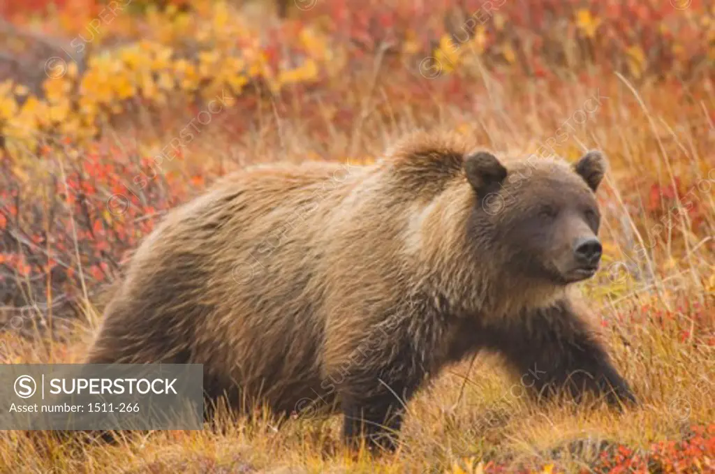 Brown Bear Yukon Territory Canada