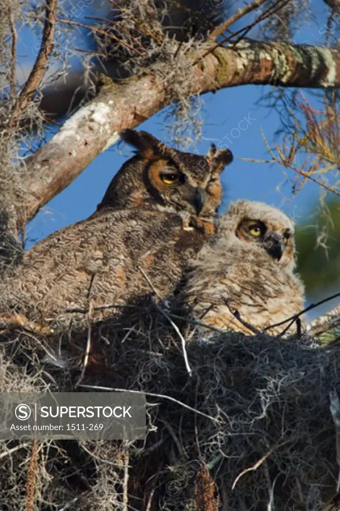 Low angle view of two Great Horned Owls perching, Arthur R. Marshall Loxahatchee National Wildlife Refuge, Florida, USA (Bubo virginianus)