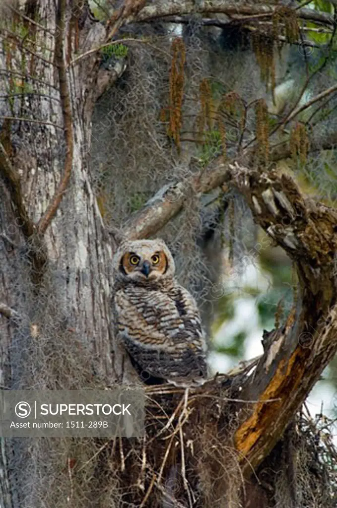 Great Horned Owl perching on a tree branch (Bubo virginianus)
