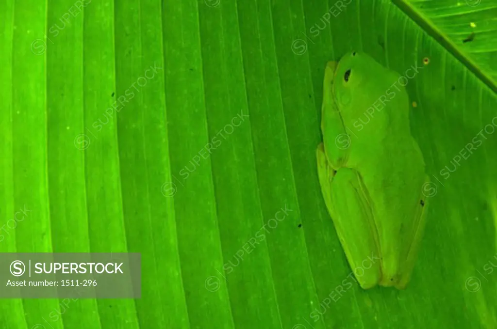 Green frog (Lithobates clamitans) hiding on a banana leaf, Costa Rica