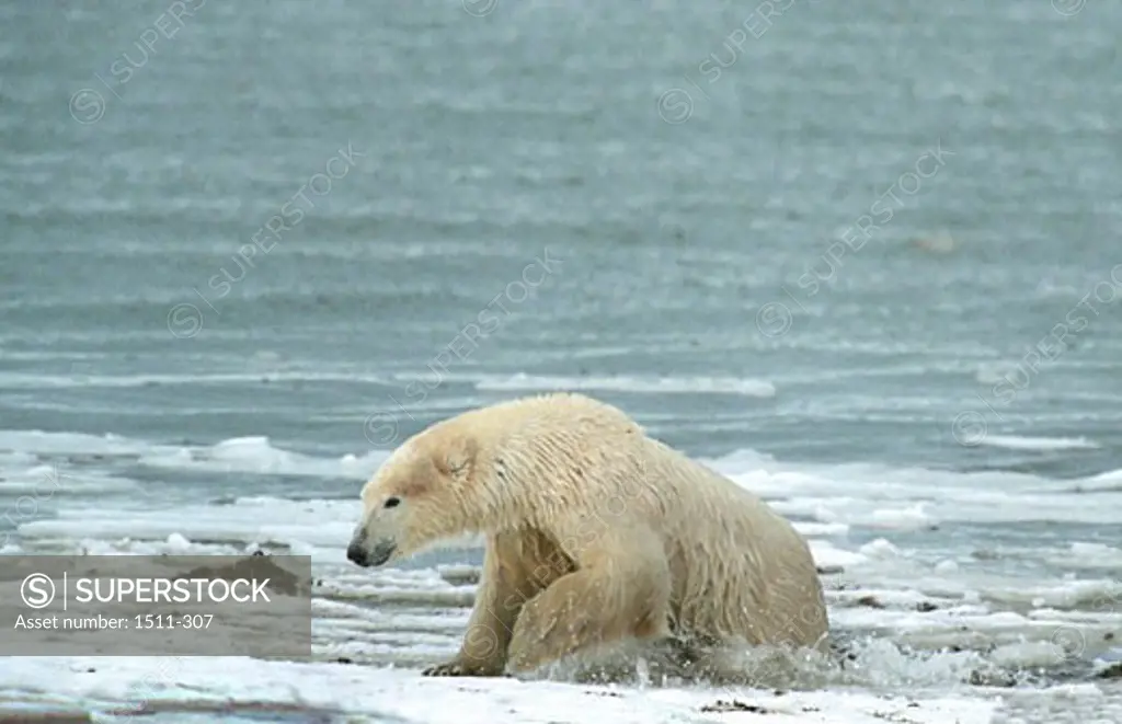 Polar bear (Ursus maritimus) climbing out of the sea