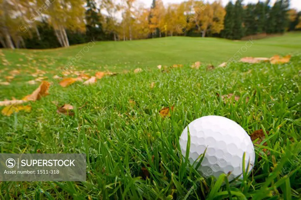 Close-up of a golf ball on grass