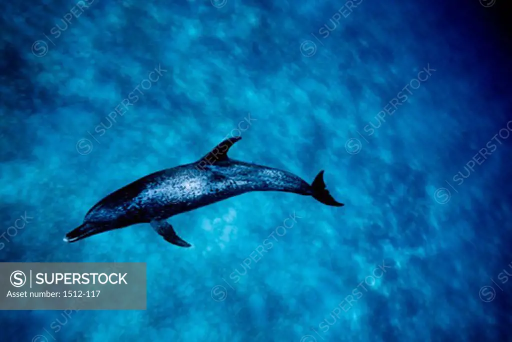 Atlantic Spotted dolphin (Stenella frontalis) underwater