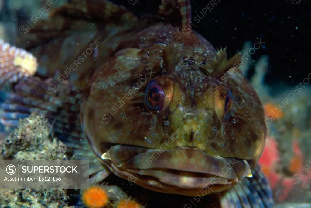 Close-up of a Cabezon fish (Scorpaenichthys Marmoratus)