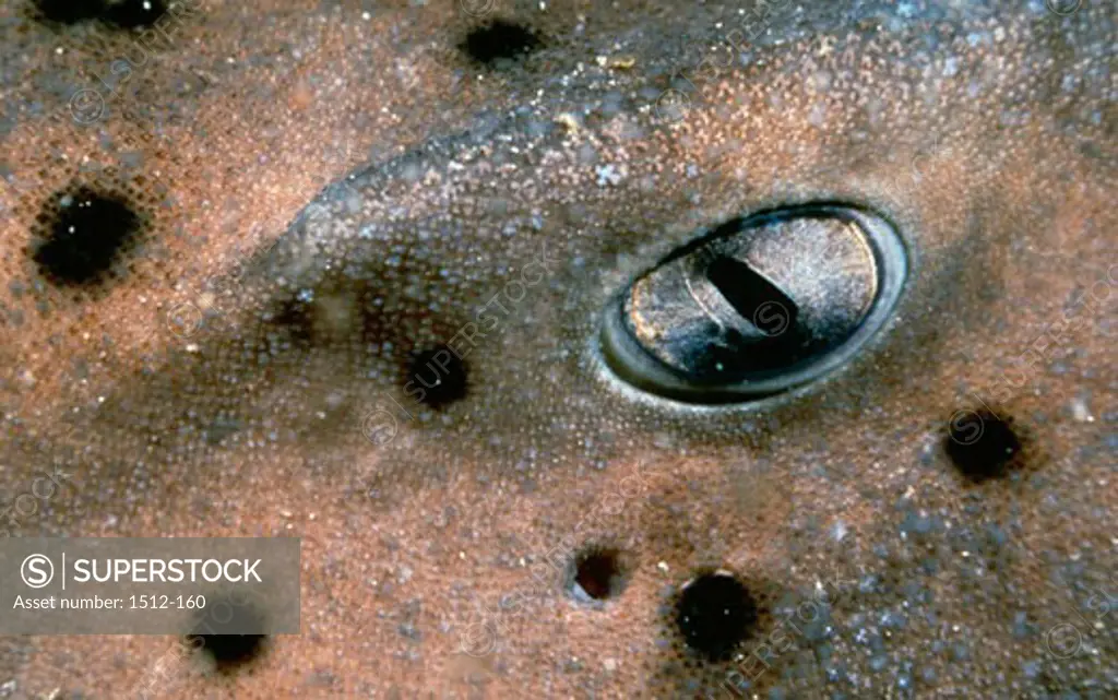 Detail of a Horn shark (Heterodontus francisci)