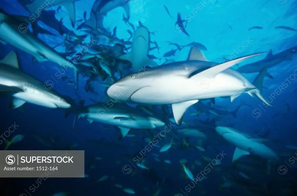Gray Reef Sharks swimming in the sea (Carcharhinus Amblyrhynchos)