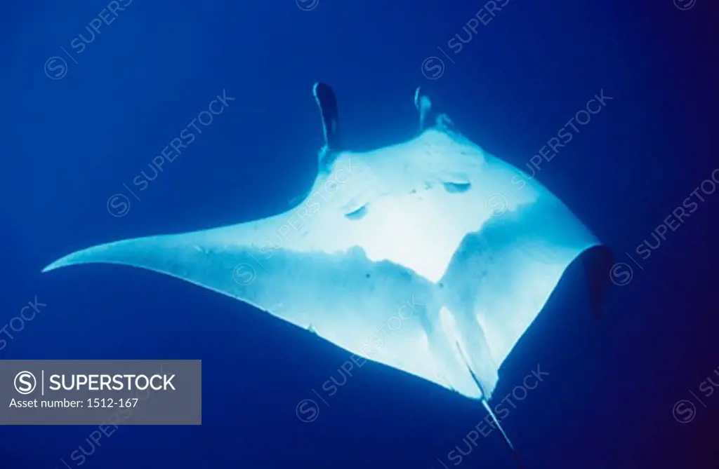 Manta ray (Manta birostris) swimming underwater