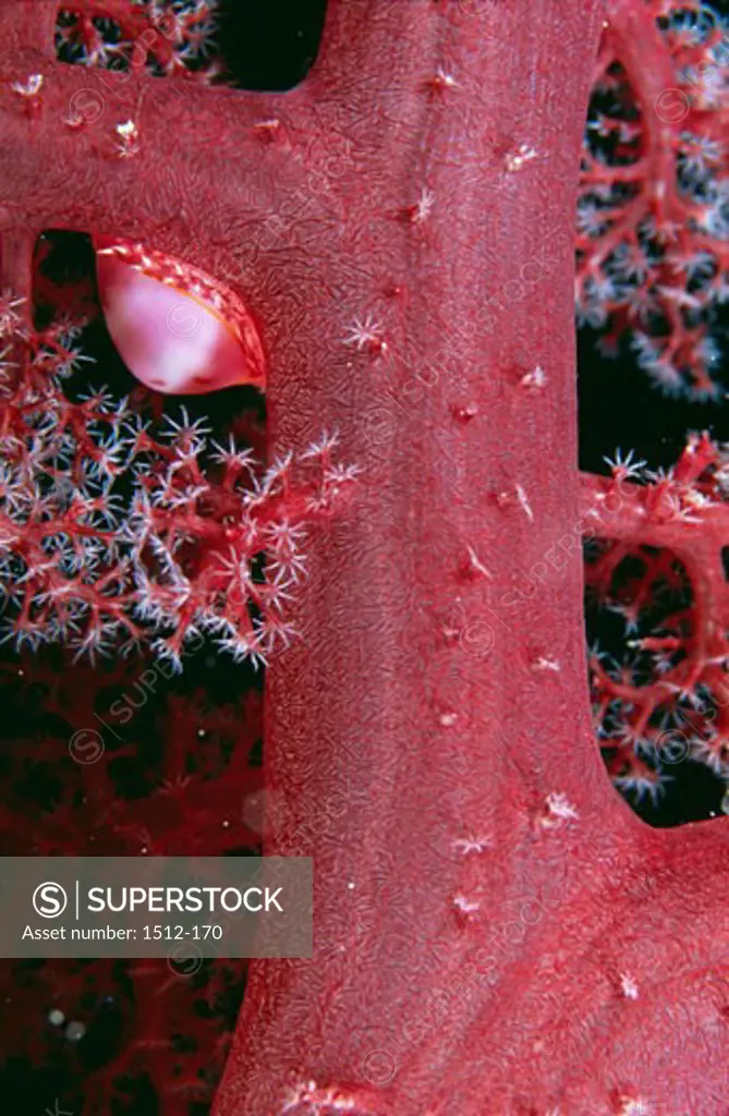 Close-up of Soft Coral underwater