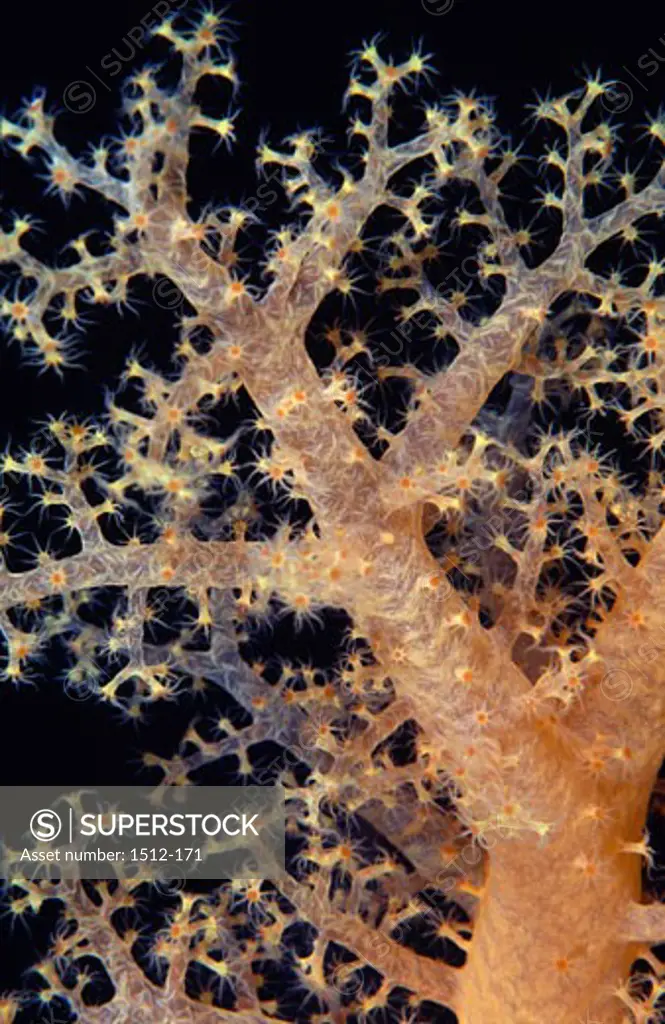 Close-up of a Soft tree coral underwater