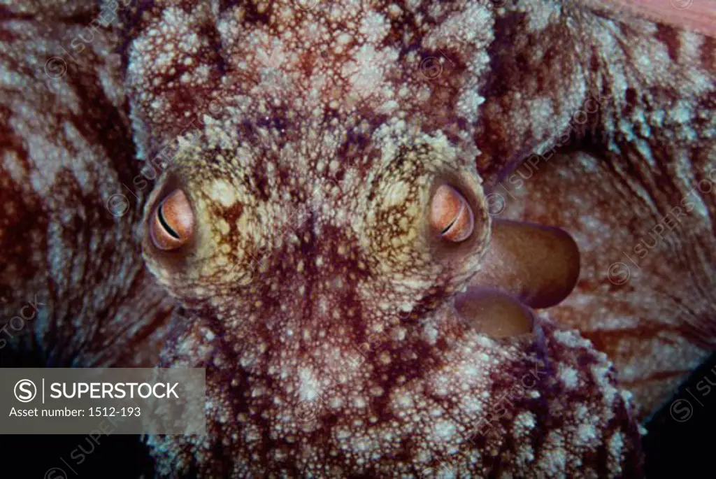 Close-up of a Caribbean Reef Octopus (Octopus Briareus)