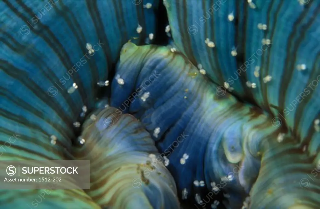 Close-up of a Giant Green Anemone underwater (Anthopleura xanthogrammica)