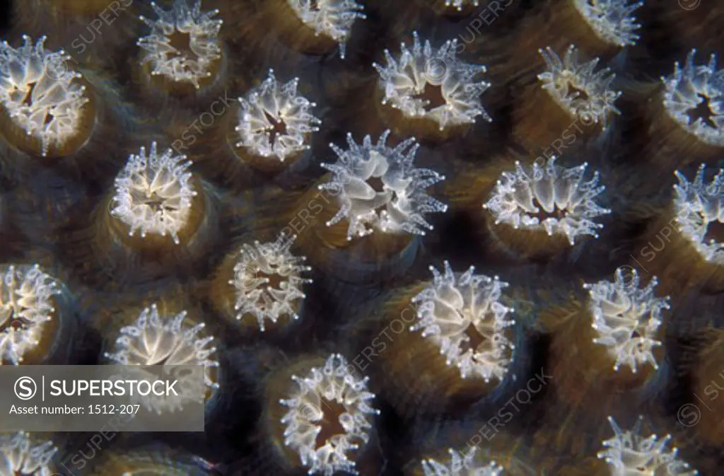 High angle view of a Goniopora Coral underwater
