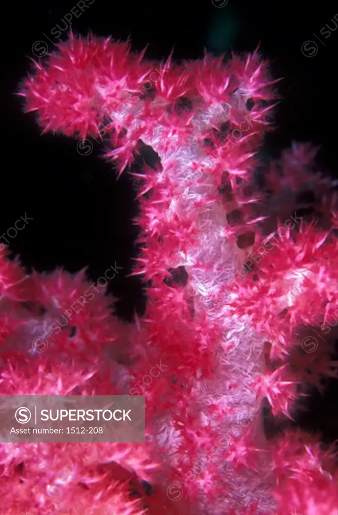 Close-up of a soft coral underwater