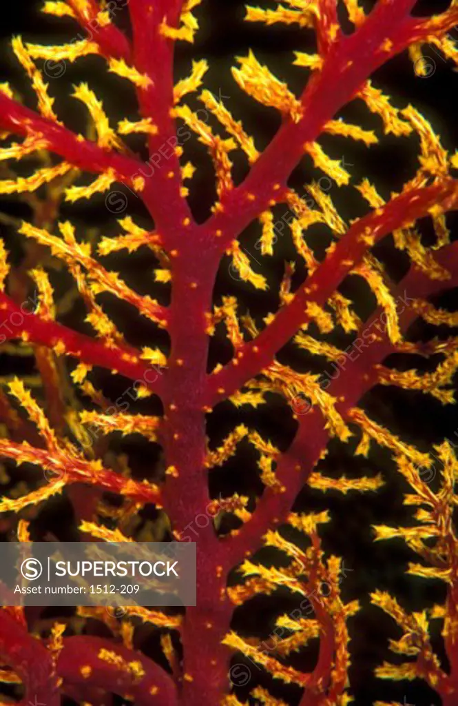 High angle view of a soft coral underwater