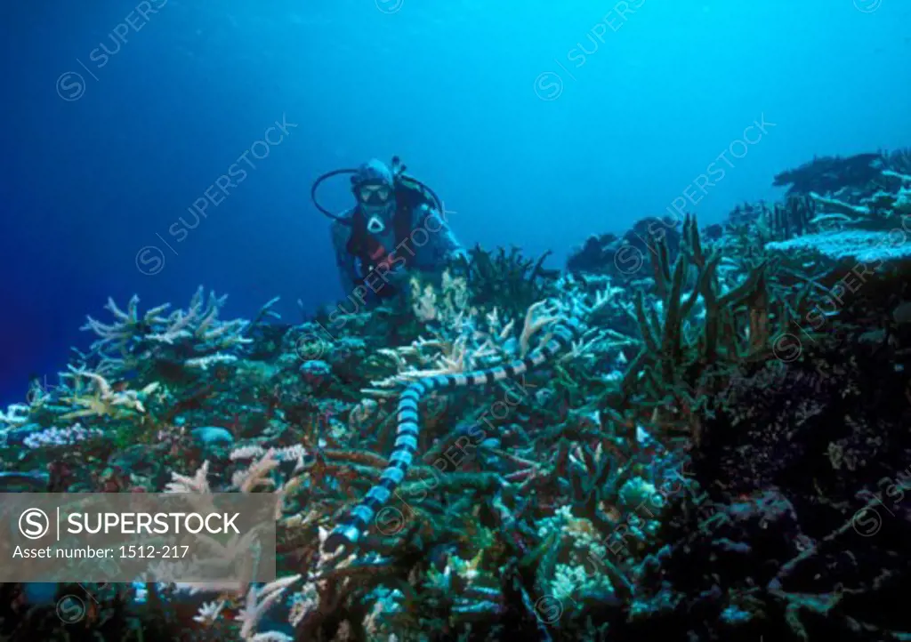 Banded Sea Snake on a coral reef with a scuba diver swimming behind (Laticauda colubrina)