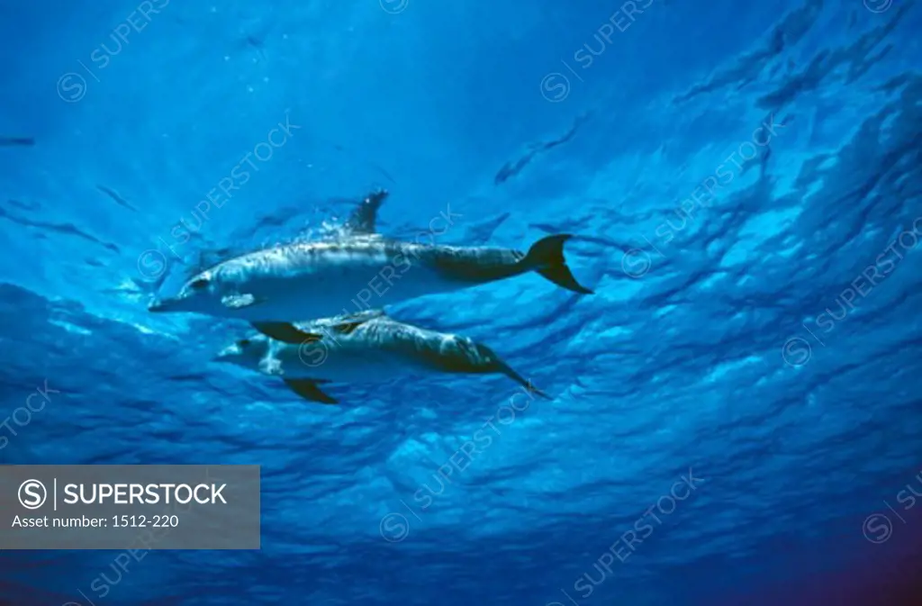 Low angle view of two Atlantic Spotted Dolphins swimming underwater (Stenella frontalis)