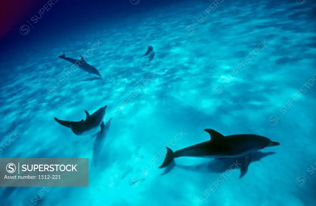 High angle view of four Atlantic Spotted Dolphins swimming underwater (Stenella frontalis)