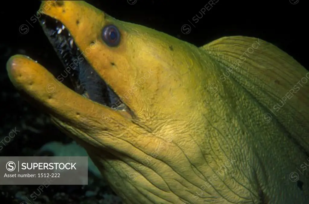Close-up of a Green Moray Eel swimming underwater (Gymnothorax funebris)
