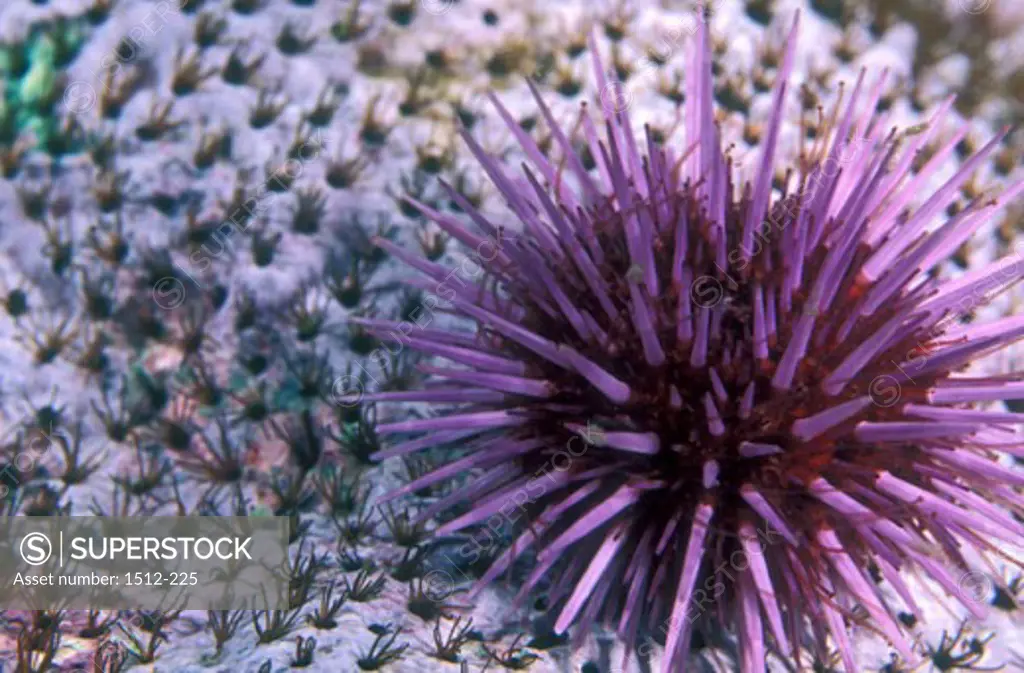 Close-up of a Purple Sea Urchin underwater (Strongylocentrotus purpuratus)